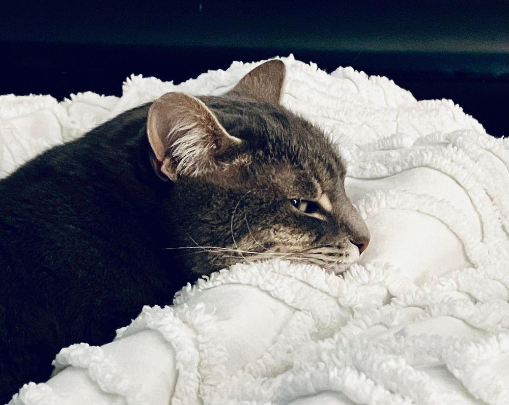 A side view of a gray tabby cat with her chin resting on a white blanket serving up some side-eye to the camera 
