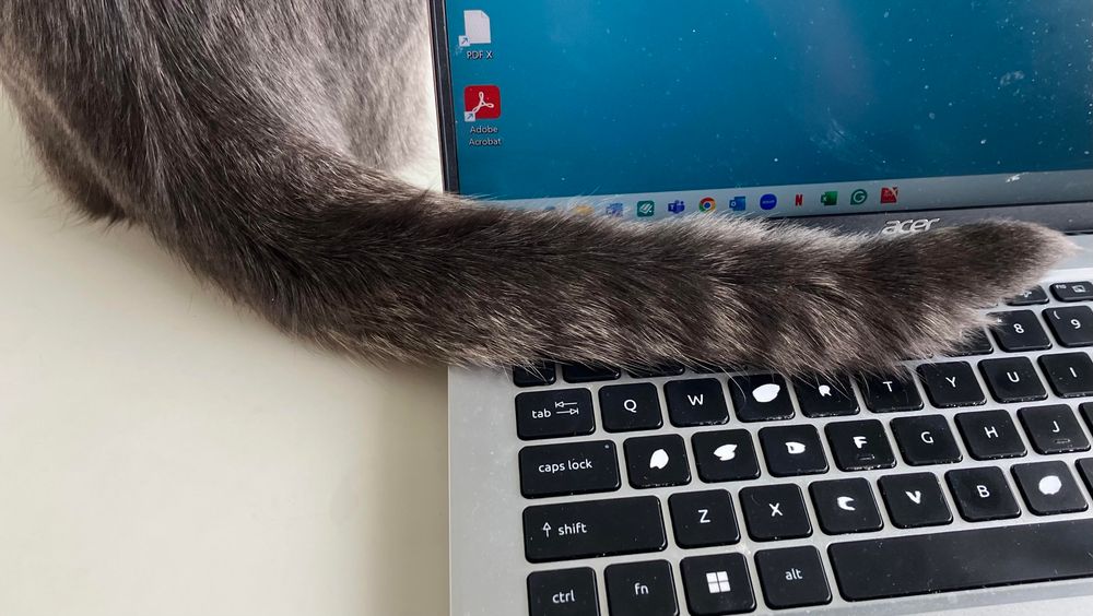 A gray tabby cat’s tail draped across a laptop keyboard 
