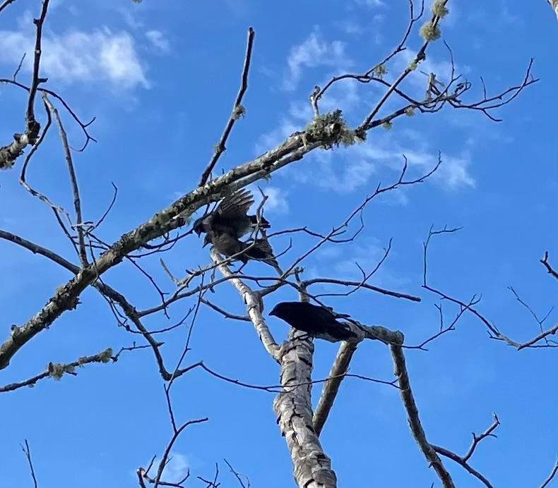 Three crows in a tree with blue sky in background 