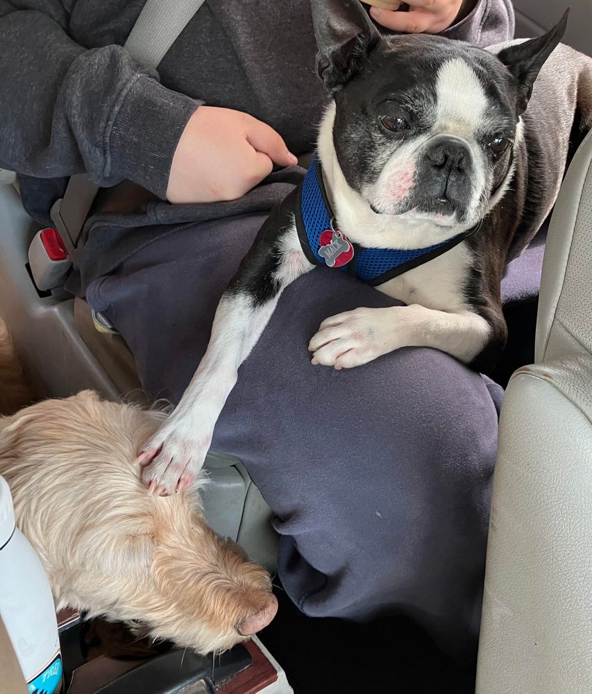 Another view of the Boston terrier “petting” the golden doodle 