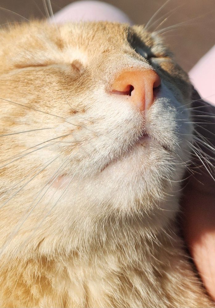 An Orange Tabby Cat with his eyes closed enjoying sitting on a lap in the sunshine 