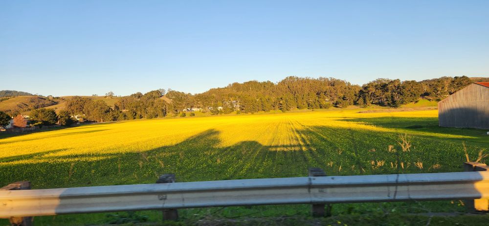  Outside evening shadows on mustard bloom off the highway creating a dark green color on the bright yellow bloom