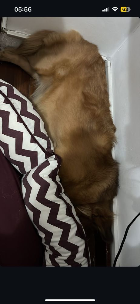 Cachorro dormindo ao lado da cama