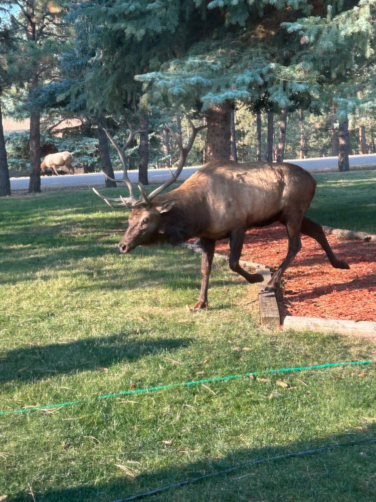 Elk on the run 