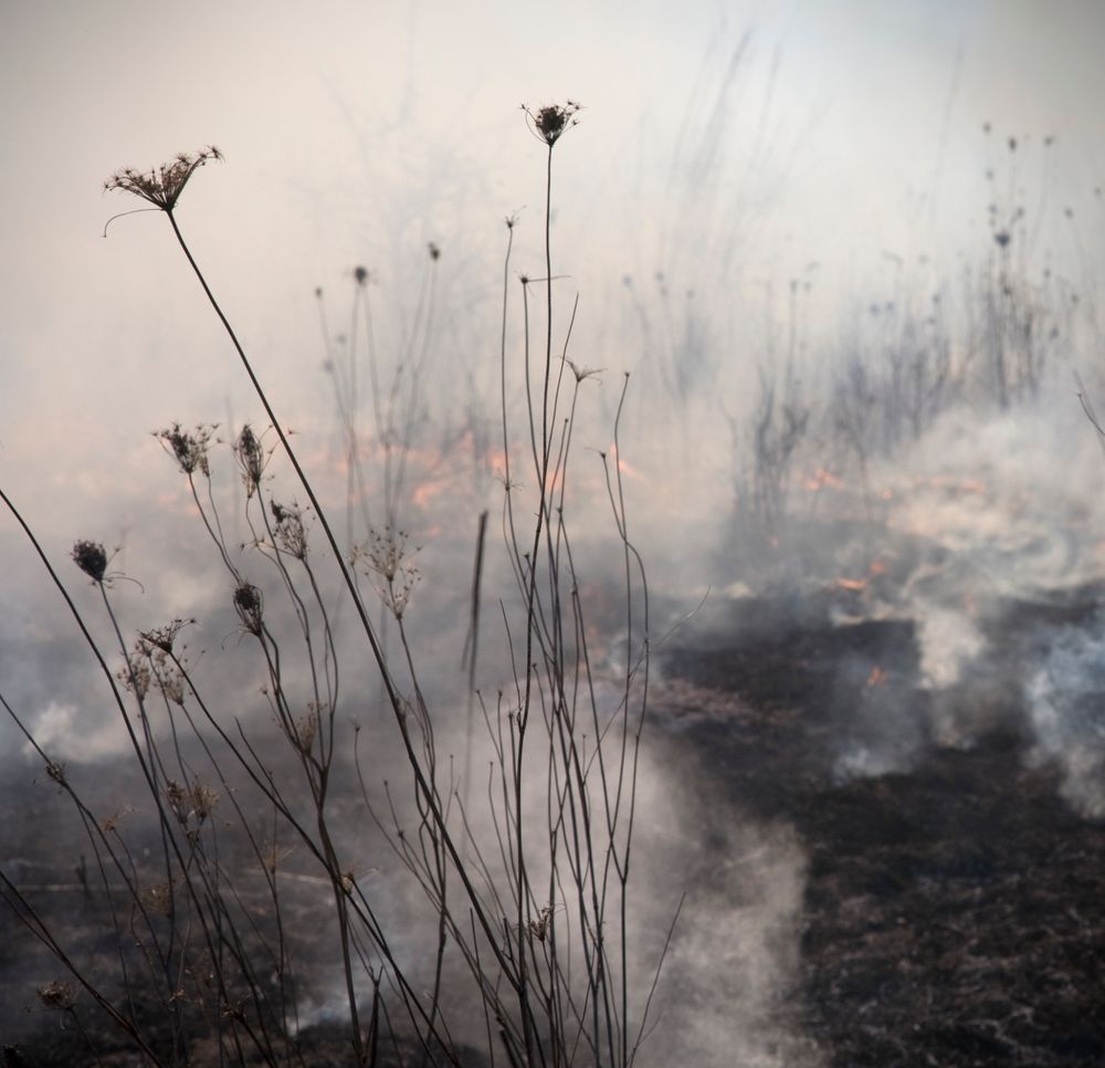 A few tall dead prairie flowers stand amidst a background of wildfire and smoldering earth.