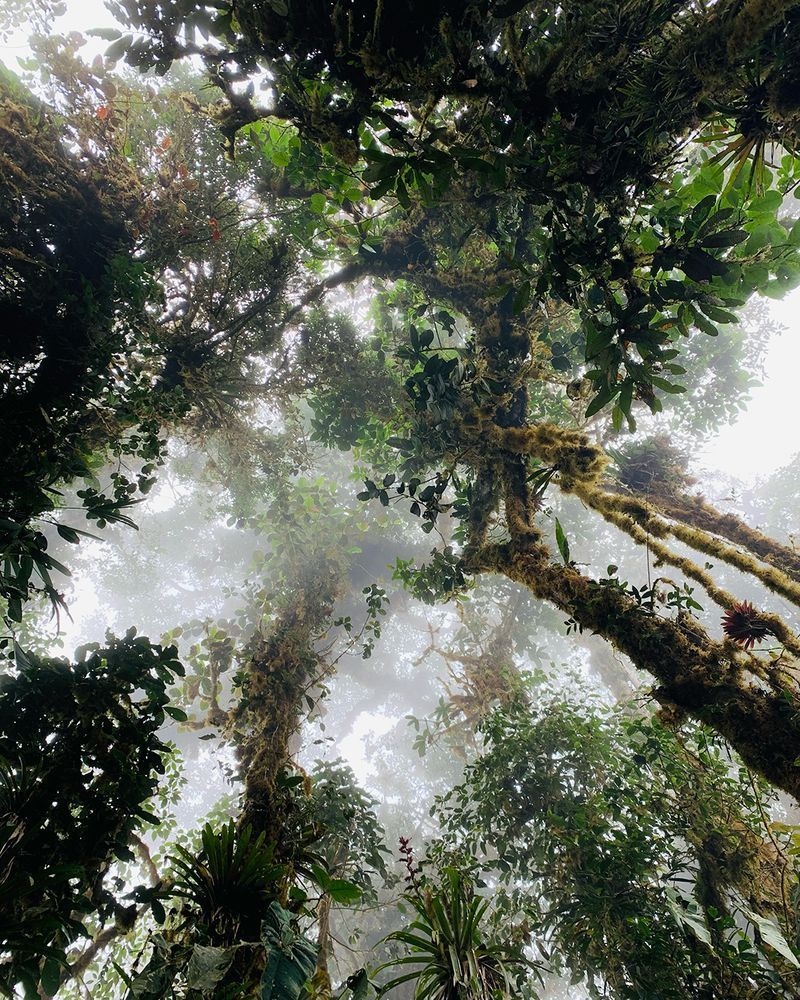 A cloud forest from below looking up at the canopy fading into the fog and tall tree trunks covered in a multitude of moss and plants.