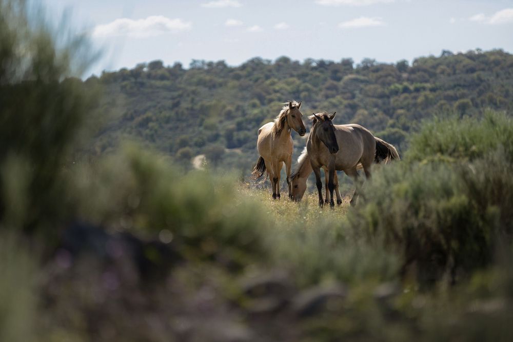 Wild horses group together, viewed from behind a tuft of wild brush on a hillside.