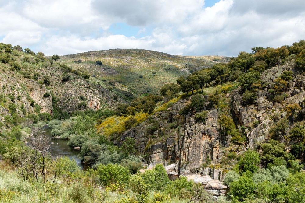 A landscape of rocky hills and a stream running through them with growing patches of brush and tree growth in various shades of vegetation. 