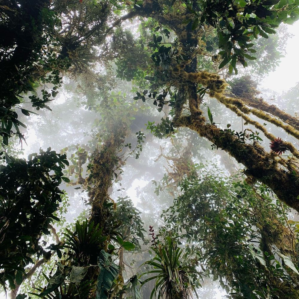 A cloud forest from below looking up at the canopy fading into the fog and tall tree trunks covered in a multitude of moss and plants.