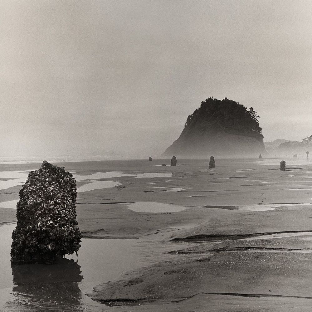 A wide expanse of a beach beside the ocean with pools of water and a barnacle-encrusted tree stump in the foreground with a tree-covered hump in the distance surrounded by further tree stumps in the sand.