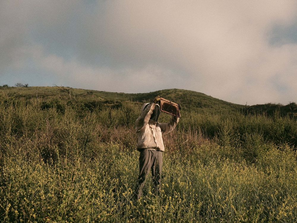 A person standing in a field of wildflowers in a beekeeping jacket with hood and net covered head holds a frame of bees up towards the light of the sky.
