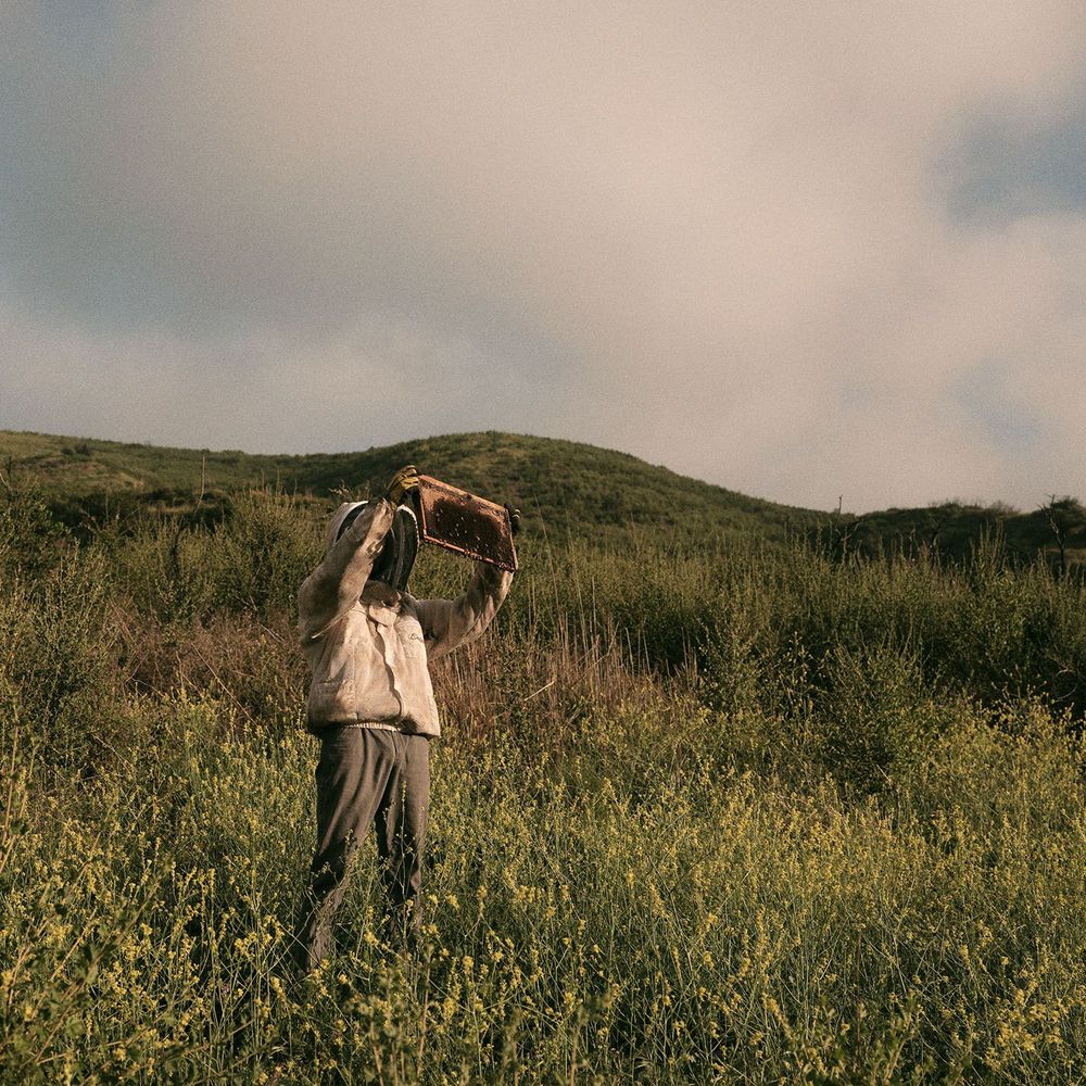 A person standing in a field of wildflowers in a beekeeping jacket with hood and net covered head holds a frame of bees up towards the light of the sky.