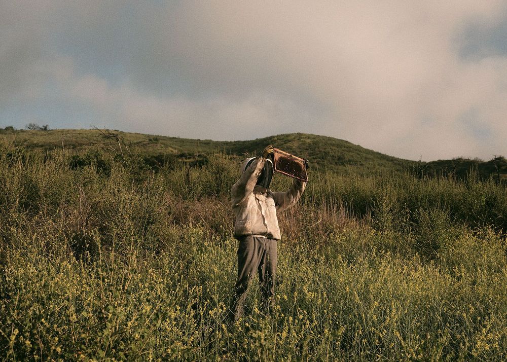 A person standing in a field of wildflowers in a beekeeping jacket with hood and net covered head holds a frame of bees up towards the light of the sky.