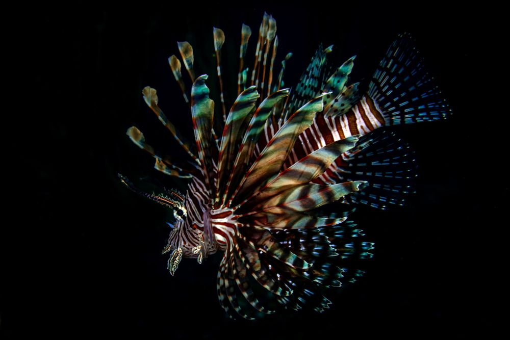 A striped fish "in deepening shades of orange, red, and almost black. Their long, flagged spines and sail-like fins ripple gently in the current" against a dark black depth of the sea.
