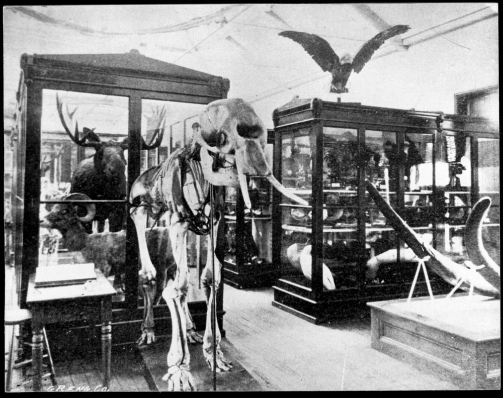 A grainy black and white photo of the collections at the MSU Museum, including an elephant skeleton and several taxidermy animals in glass cases.
