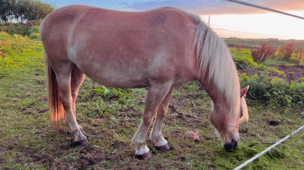 Mary the pony eating some fresh cut grass