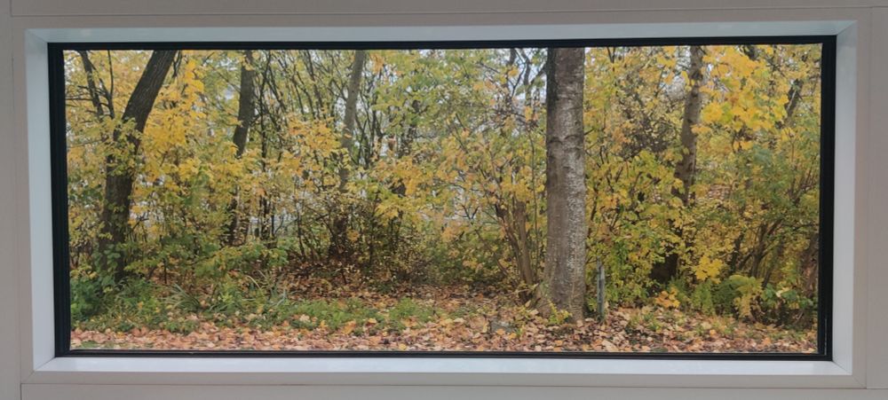 Schmales Fenster, Querformat, das Teil einer grossen Fensterfront ist. Das Format ähnelt einem Rahmen. Man blickt auf eine Grünanlage mit Bäumen und Sträuchern, heute mit gelb gefärbtem Herbstlaub 