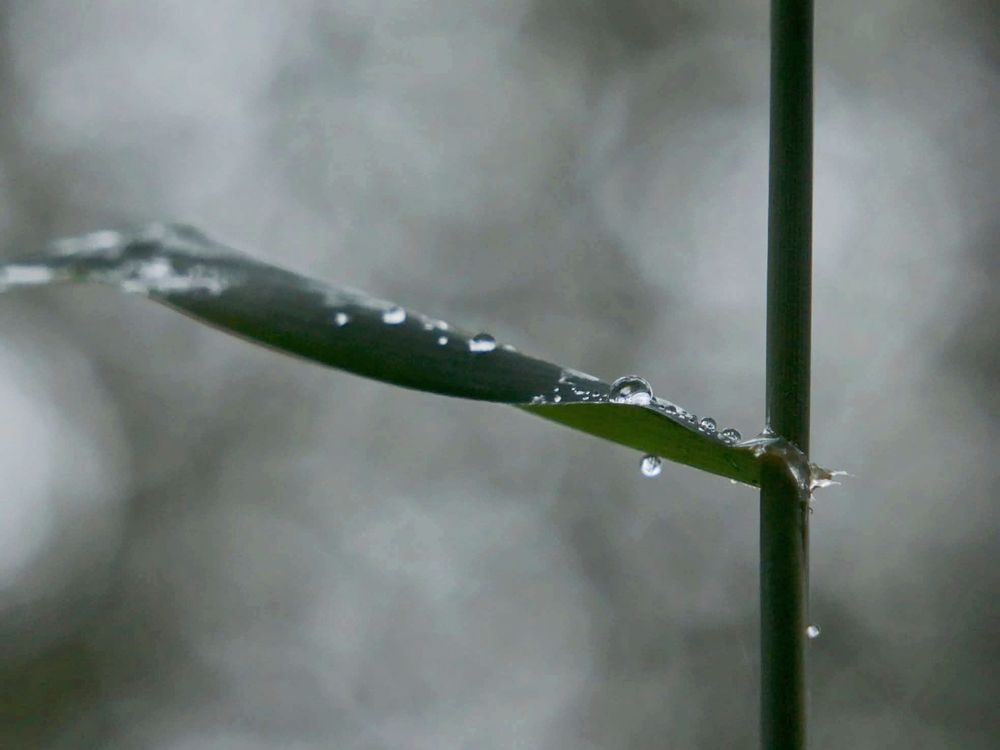 Pflanzenstiel mit nach links quer anstehenden, länglichem Blatt, ähnlich Grashalm, darauf Regentropfen, die sich im  Blattansatz sammeln. Hintergrund grau mit Bokeh 