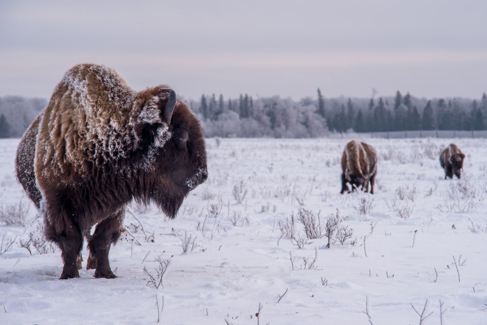 Bison waking up after a snow storm and overnight frost