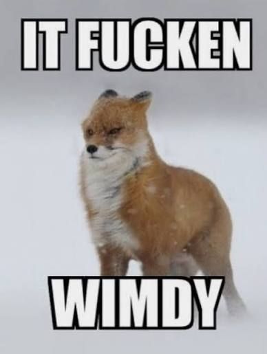 Fox fighting against a windy and snowy day. The caption reads: IT FUCKEN WIMDY