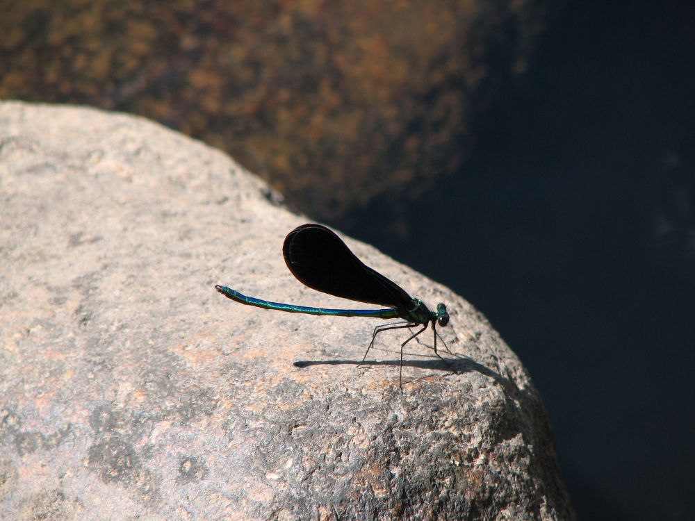 A Black Winged Damselfly perched on a granite boulder on the bank of the Bad River near Mellen, Wisconsin.