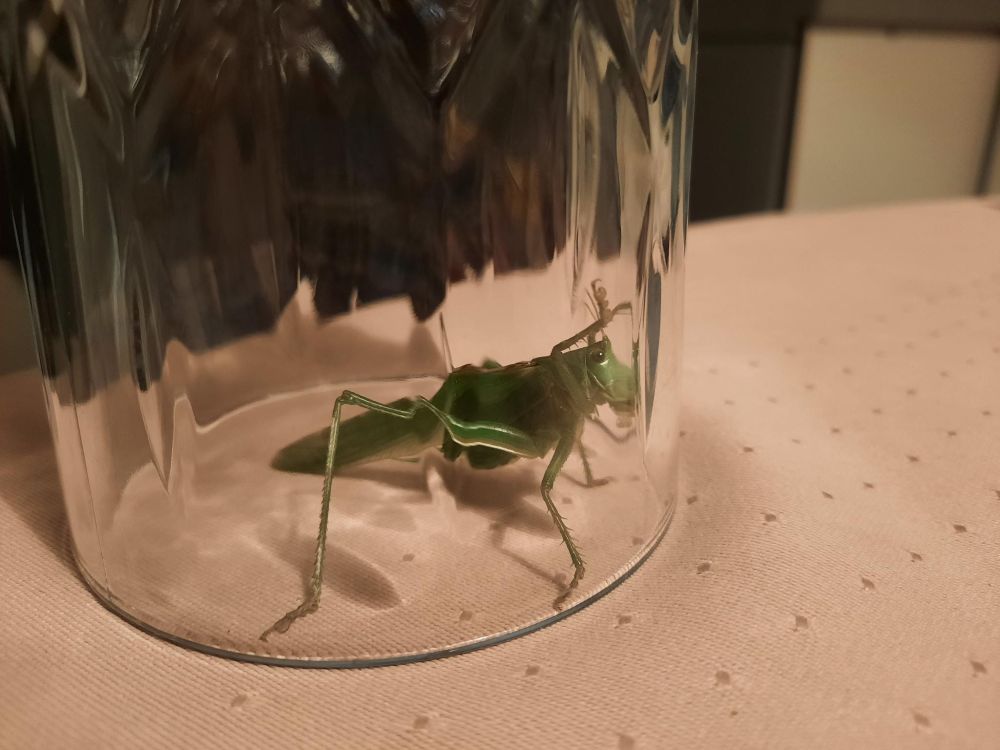 Ein Grünes Heupferd unter einem Wasserglas auf dem Esstisch, es füllt die 8 cm Durchmesser fast aus.