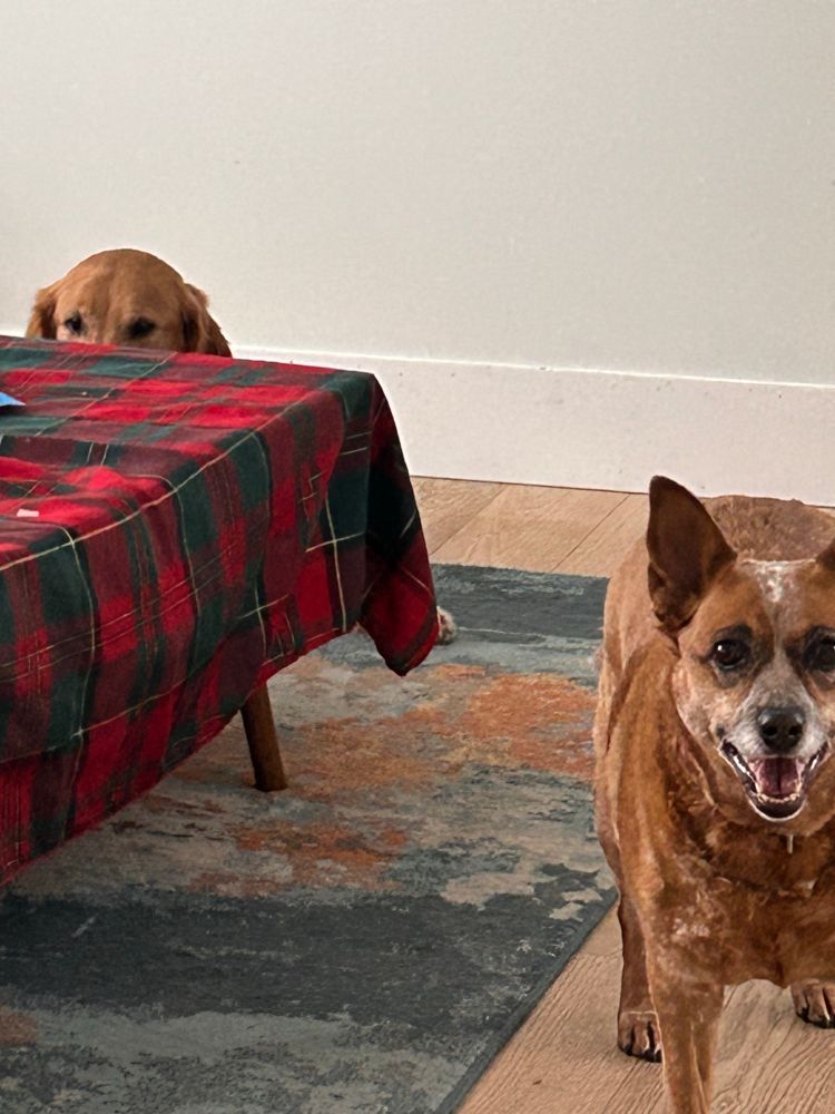 A golden retriever hiding behind the coffee table with a plaid tablecloth . A cattle dog in the foreground wondering if she’s happy the golden is home 