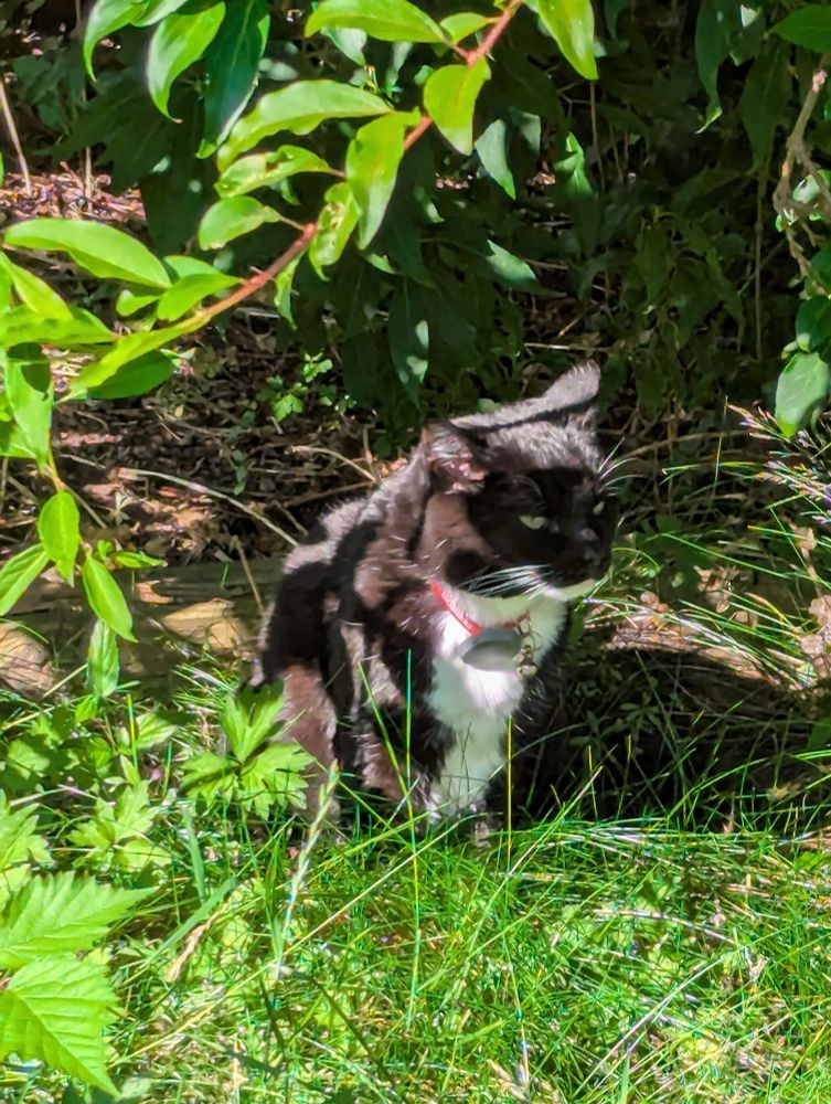 Tuxedo cat sitting under a bush sniffing at the air