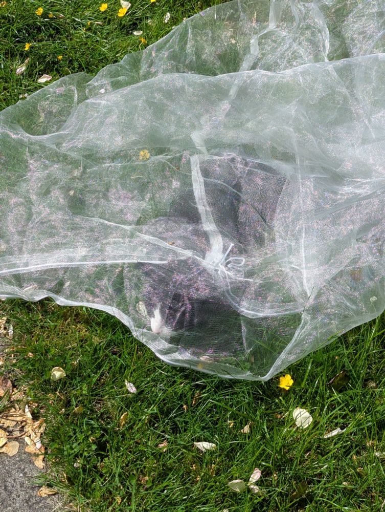 Cat 'hiding' under a fruit net