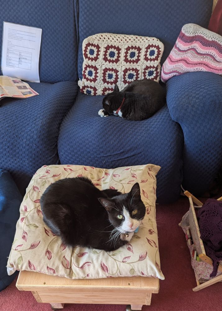 Two tuxedo cats curled up - one on the sofa and one on the footstool