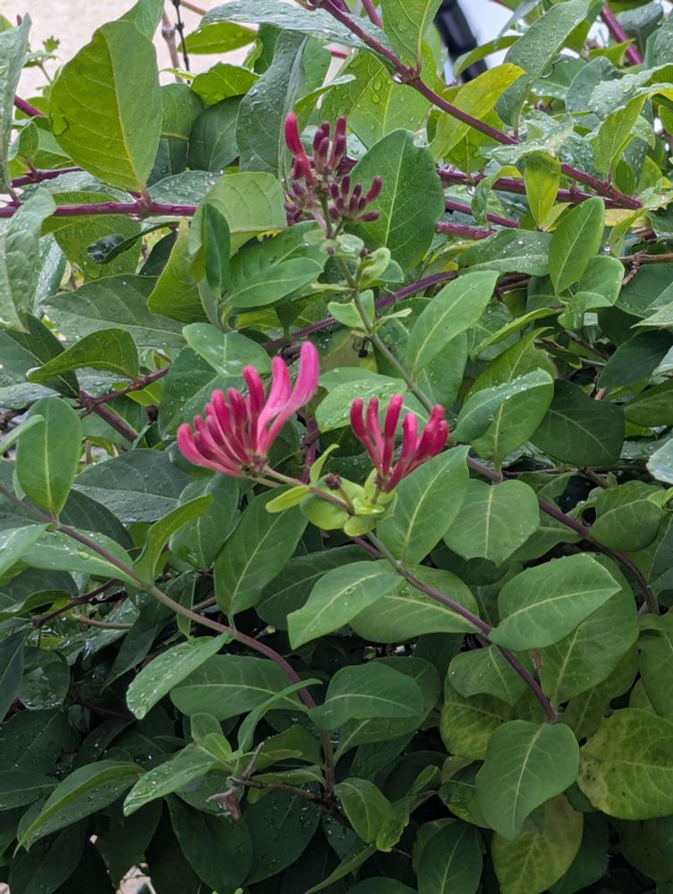 pink honeysuckle against a green bush