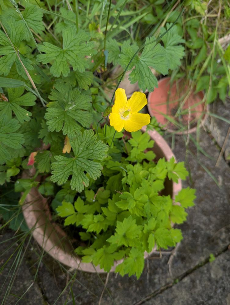 Yellow poppy in a pot