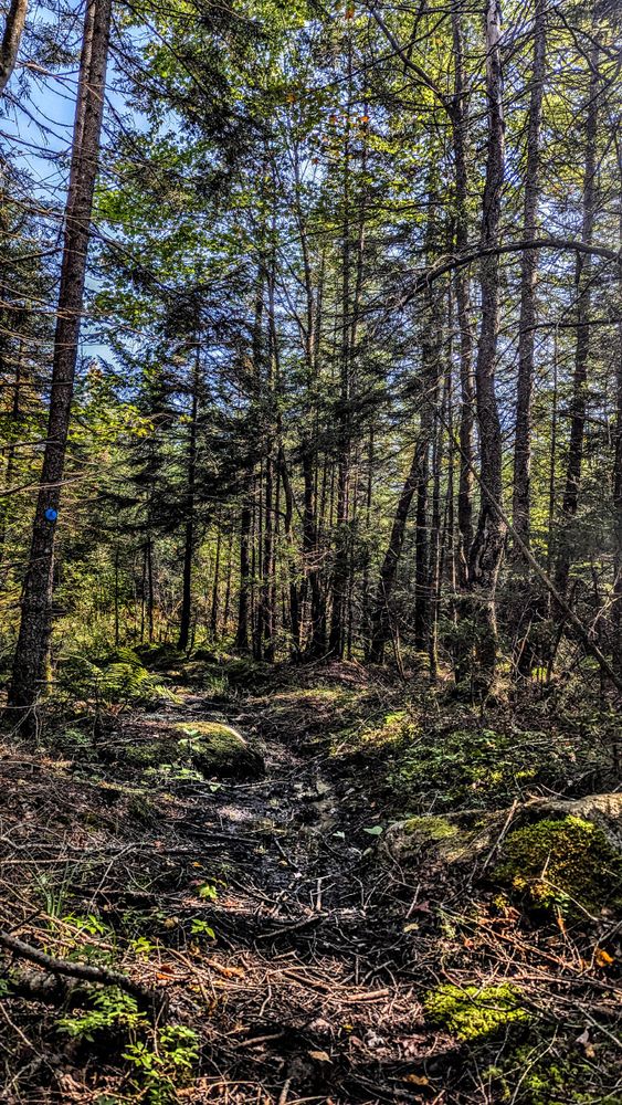 A cloudless soft blue sky, a sun-dappled woodland of mature spruce, fir and northern hardwoods. The mossy forest floor features several moss-covered boulders and patches of bright green ferns and low leafy ground cover. A great deal of fallen twigs and small branches seem to indicate recent storms. A muddy trail runs through the trees, one of which sports a circular blue trail marker.