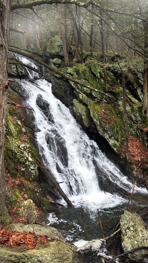 A gray spring evening with wisps of fog as the air warms the cooler ground. In a lush hemlock forest a stream swollen by spring rains cascades over near vertical rocks for about 50 or 60 feet into a pool formed n a bowl shaped depression at their base. The dark gray rocks are covered with patches of lighter gray lichen and green moss.