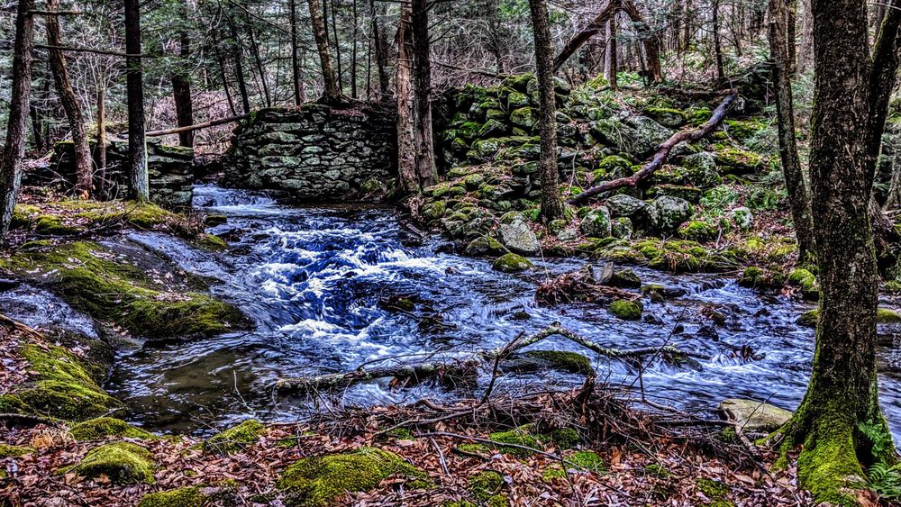 A wide stream runs through a narrow wooded ravine past the remnants of an old stone mill. Most of the trees are hemlocks and pines, with a few leafless hardwoods. The forest floor is very rocky and carpeted with fallen leaves and tree limbs, moss, ferns and small leafy shrubs. The stream is running high and fast, runoff from a storm that is just winding down to light drizzle.A wide stream runs through a narrow wooded ravine past the remnants of an old stone mill. Most of the trees are hemlocks and pines, with a few leafless hardwoods. The forest floor is very rocky and carpeted with fallen leaves and tree limbs, moss, ferns and small leafy shrubs. The stream is running high and fast, runoff from a storm that is just winding down to light drizzle.