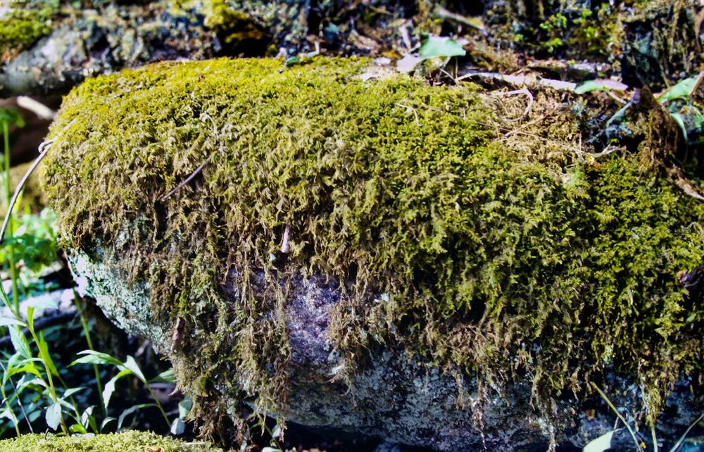 A close-up of a rock on the forest floor. The top two-thirds of the rock is draped in tendrils of bright green moss. The rest is covered with scaly light and dark green lichen.