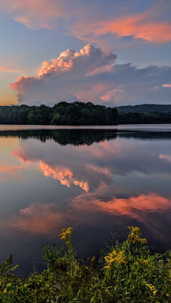 The calm stillness of a summer evening beside a lake. Looking out above a thicket of green leafy shoots and goldenrod blossoms growing beside the lake. Above the wooded far shore some tall rain clouds are being smudged in long hazy streaks across a pale blue sky by much stronger breezes aloft. The setting sun is tinting the clouds and haze in shades of pale gold and pink. Sky and far shore are mirrored in the very slightly rippled waters below.
