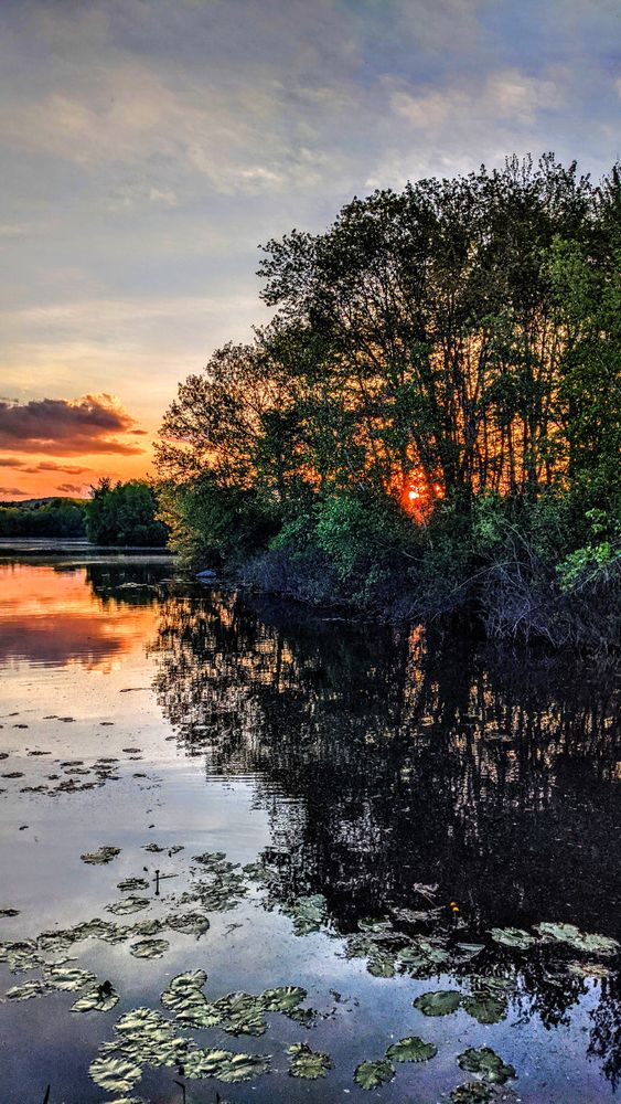 We are standing next to a large lake. There are many lily pads near our shore. The far shore and a nearby peninsula on our right are wooded, the trees on the peninsula are very tall. The leaves on the trees are still rather small, allowing a lot of light to pass through the trees. The bright orange setting sun can be seen through the trees of that peninsula as well. The sky and scattered clouds along that horizon are also tinted orange. Most of the sky is a very pale blue with very nebulous clouds that are thin enough to be partially transparent.