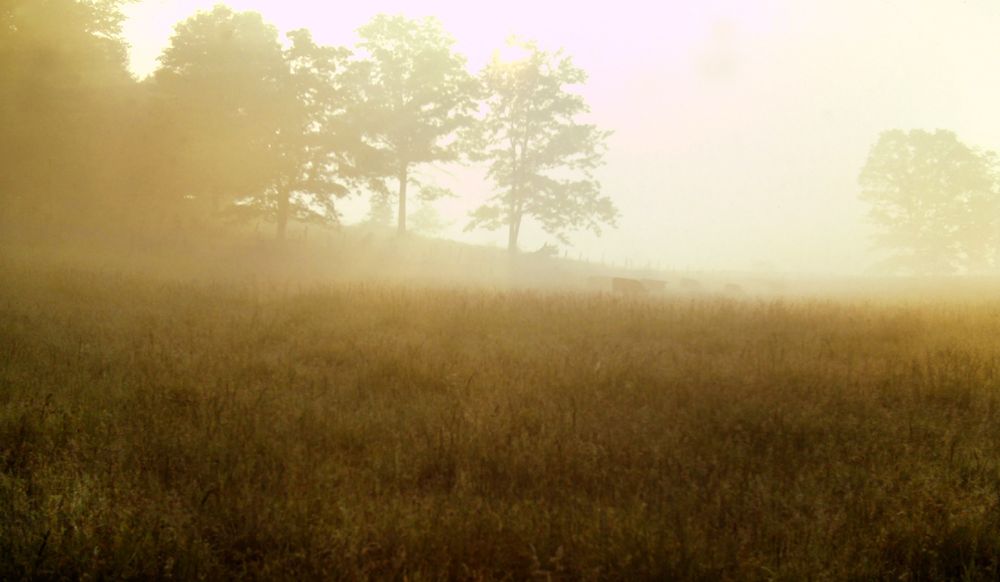 We emerge from the forest into a high pasture covered with a silvery morning fog. The rising sun is peeking over the horizon, painting the scene with a rich, golden backlighting. A small herd of cattle is grazing far to our right, floating dimly in silver-gold mists which clung to the slopes and contours of the field, concealing the ground below and washing out the horizon. A few scattered tall trees rise through the mists on the edge of the field. It is an unearthly sight. It looks like cow heaven.