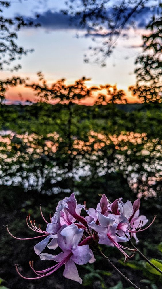 In a forest we are looking at a close-up of two branches of a shrub with clusters of pink blossoms with long, pointed petals and long stamens projecting from their centers. In the out-of-focus background through the trees we can see a lake. The sun has set behind the wooded far shore tinting the horizon orange. The remainder of the sky is a soft gray blue with a few clouds.