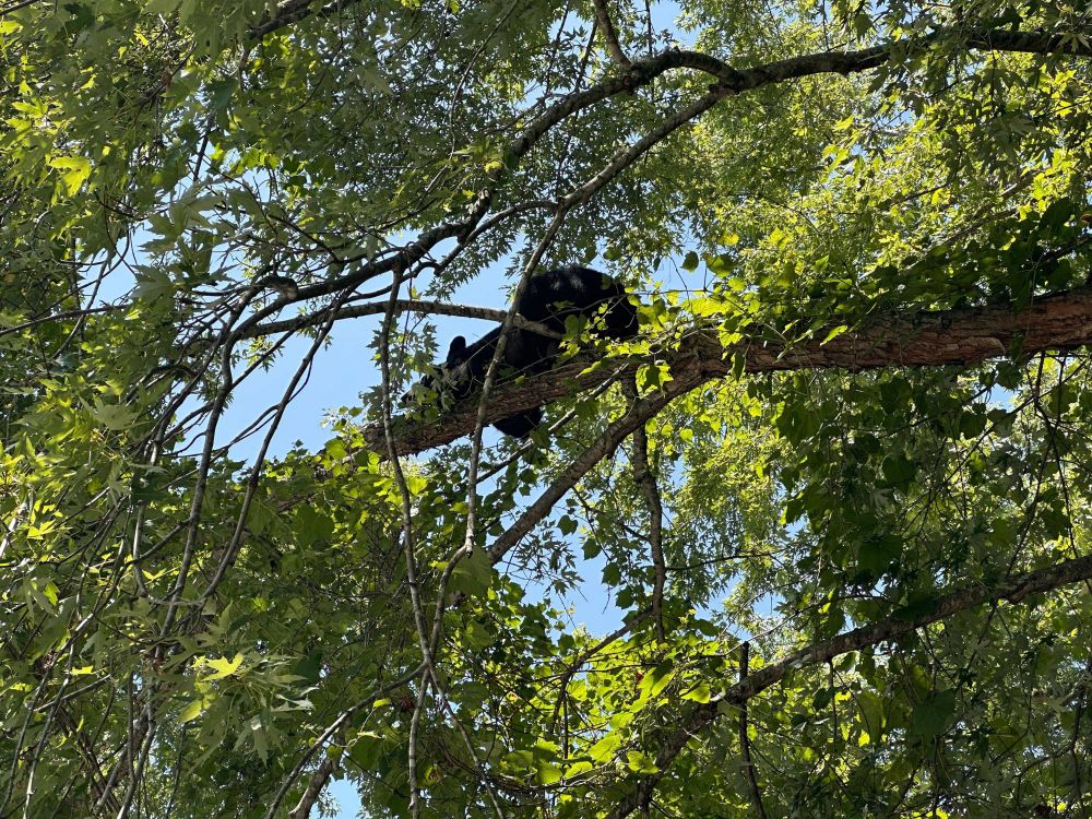 A large black bear resting on a branch in a tall tree.