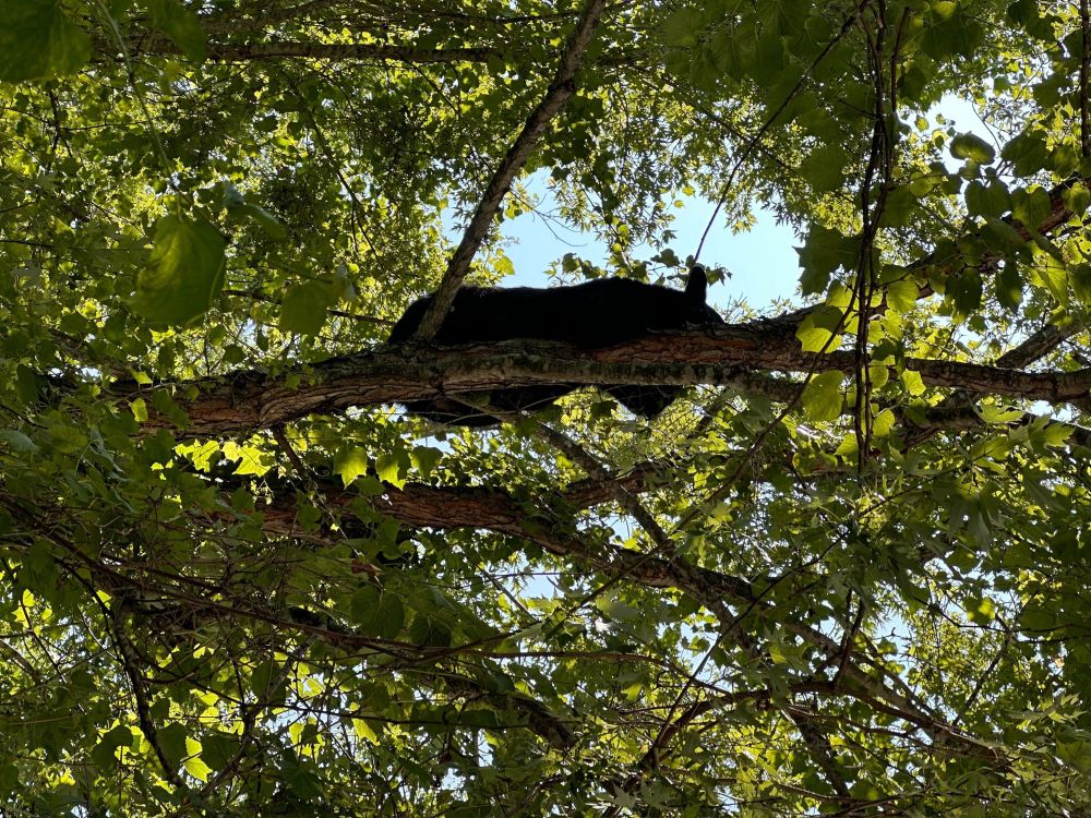 A large black bear resting on a branch in a tall tree from a slightly different angle.