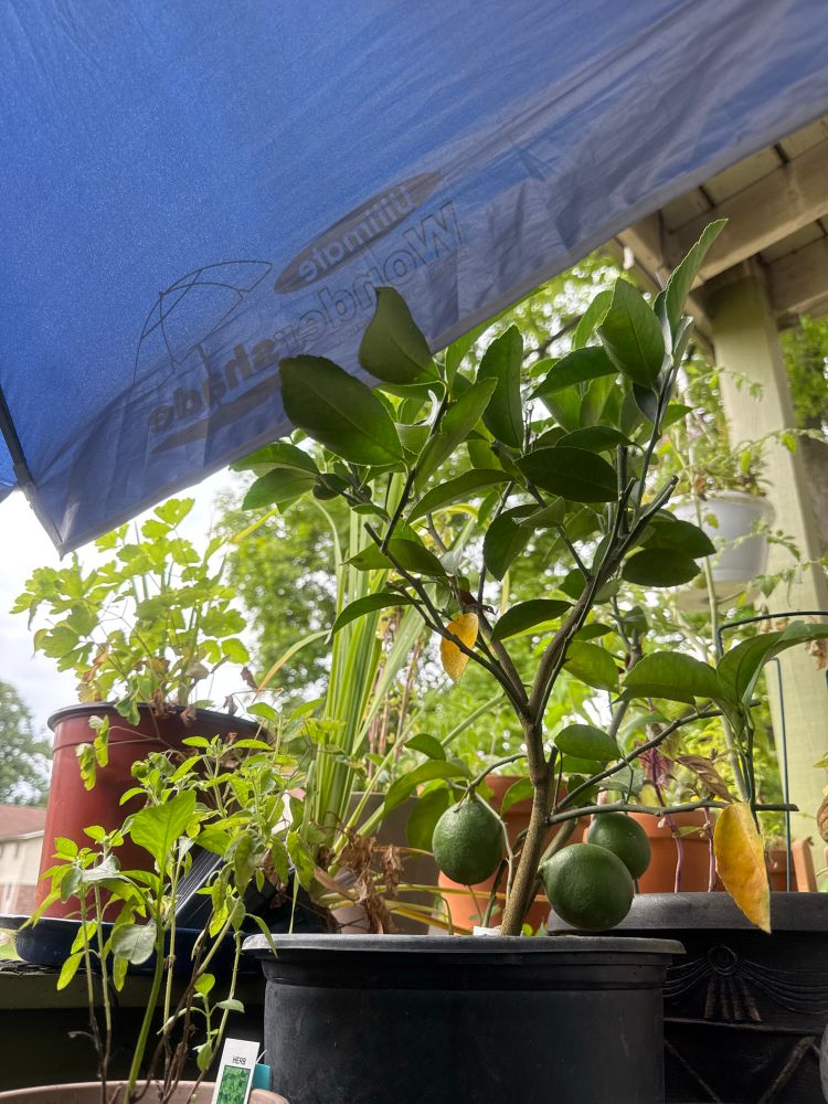 A view of a somewhat chaotic container garden, with a dwarf Meyer lemon tree and a pot of lemon basil in the foreground. In the background are a pot of wetlands plants (columbine and blue flag iris), a cherry tomato plant, red basil, Thai basil, wild petunias, bee balm, lemon verbena, marigolds, morning glory vine, and a white hanging basket of nemesia and flowering verbena.