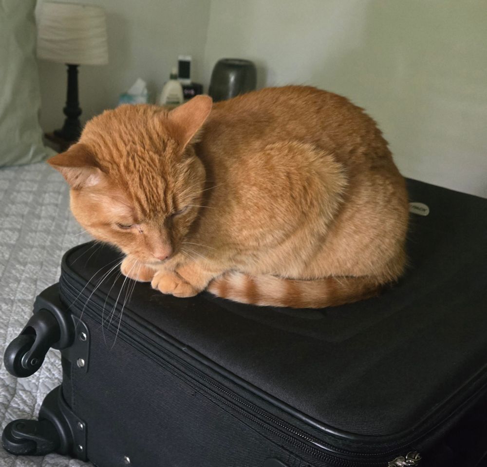 A grumpy orange tabby cat curled up on top of a black suitcase
