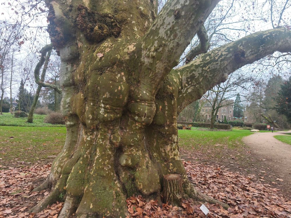 Eine Platane. Im Hintergrund ist ein Schloss zu erkennen.