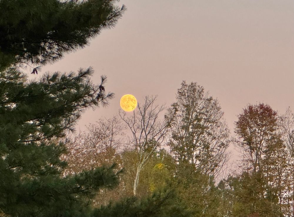An evening sky with a full moon framed in a fall landscape with trees.