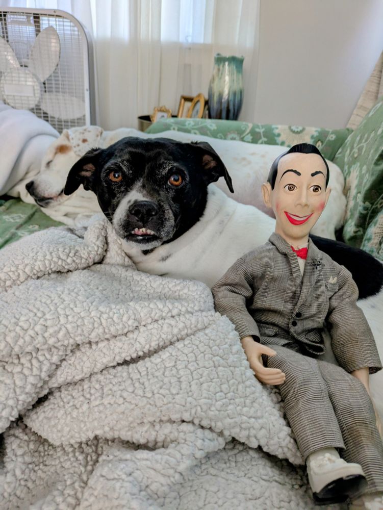 Dog laying on a blanket looking at the camera with a Pee-wee doll sitting next to her. Another dog is in the background sleeping. 