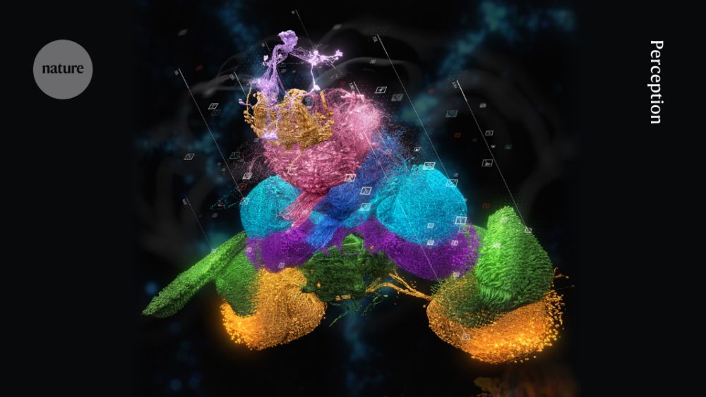 The FlyWire connectome: neuronal wiring diagram of a complete fly brain