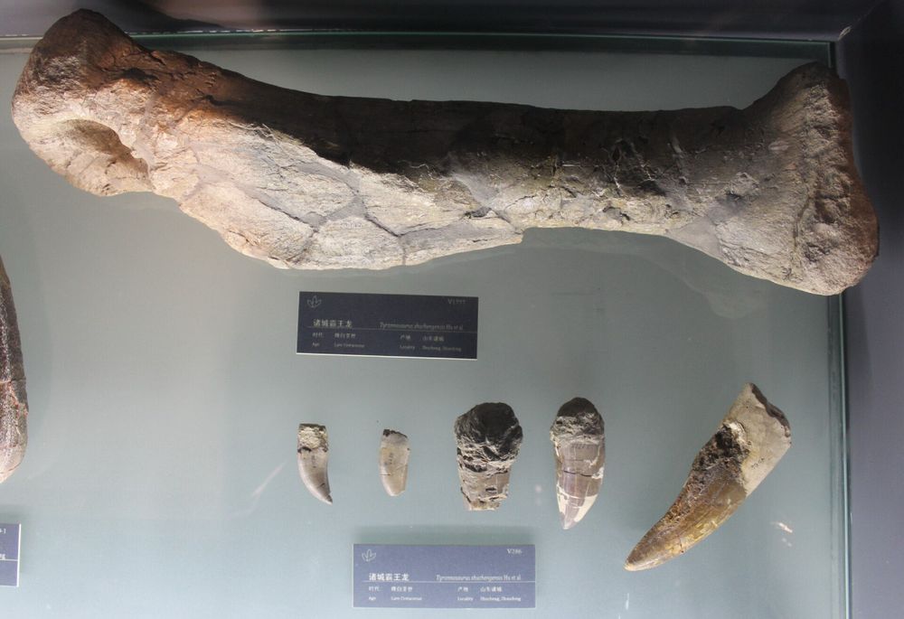 “Tyrannosaurus zhuchengensis” material
