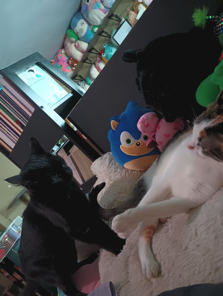 two cats lying amongst plushies on my bed. one cat (Espresso) is black while the other (Croissant) is a calico